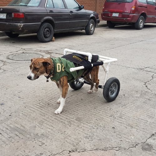 Paralyzed dog needing support